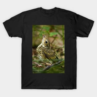 Baby song thrush on forest floor T-Shirt